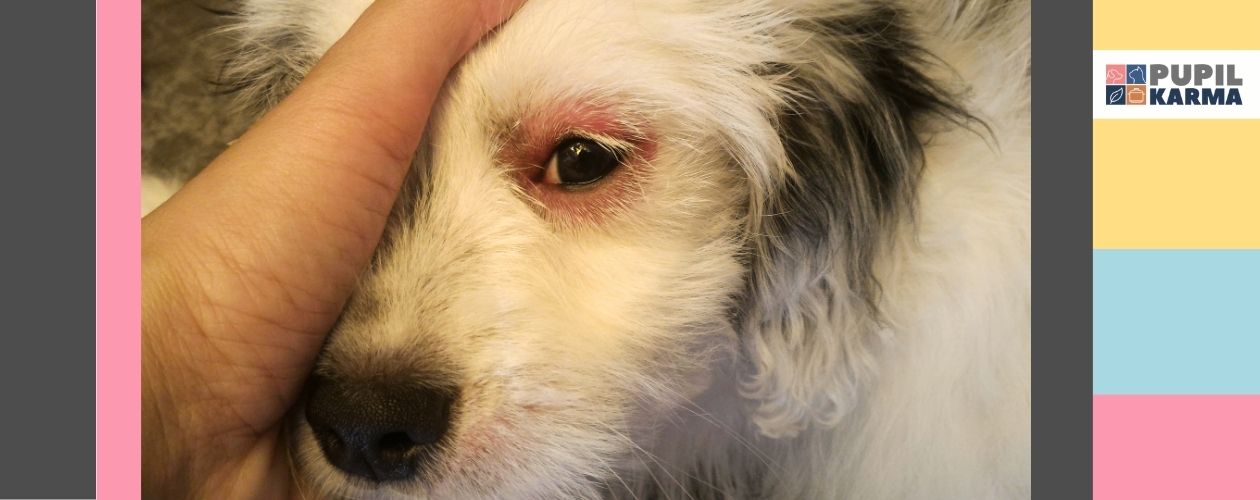 Zdjęcie w zblizeniu oka psa z wyraźnym alergicznym zaczerwienieniem wokół. Widać odrobine ludzkie ręki trzymającej psa. Z lewej strony element graficzny szarego pasa i cienkiego różowego. Z prawej kilka kwadratów w kolorach od góry: żółtym, turkusowym i różowym. Na jasnym tle w prawym górnym rogu logotyp pupilkarma.