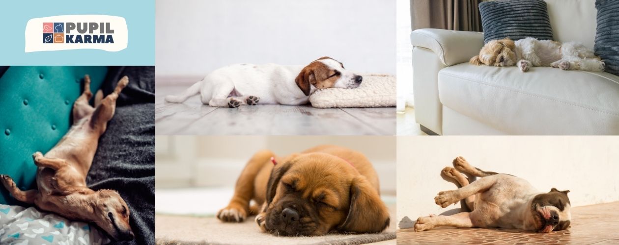 Kilka zdjęć psów śpiących w różnych pozycjach. W lewym górnym rogu turkusowy prostokąt, na tle którego jest logotyp pupilkarmy. 
