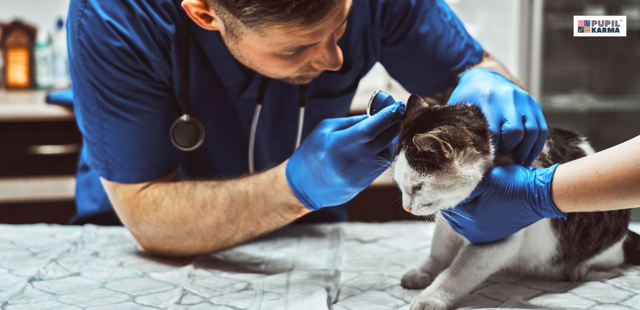 Lekarz weterynarii bada uszy kota w gabinecie – diagnostyka i leczenie przewlekłego zapalenia uszu u kota.