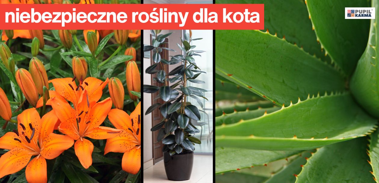 Zdjęcie przedstawia trzy rośliny niebezpieczne dla kotów: lilie, figowiec sprężysty i aloes. Każda z tych roślin może być toksyczna dla zwierząt. W prawym górnym rogu widać logo pupilkarma.