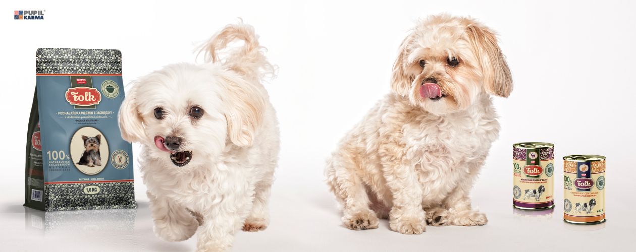 Maltipoo — uroczy pies dla każdego. Czy maltipoo ma futro hypoalergiczne? Na zdjęciu widać dwa pieski rasy maltipoo na białym tle które się oblizują, jeden siedzi a drugi chodzi. Po prawej stronie stoją dwie puszki karmy mokrej dla psa super premium FOLK, a po lewiej karma sucha dla psa FOLK 1,6kg o smaku podhalańska pieczeń z jagnięciny. 