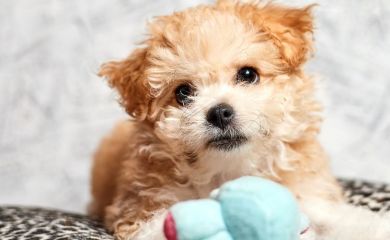 Maltipoo — uroczy pies dla każdego