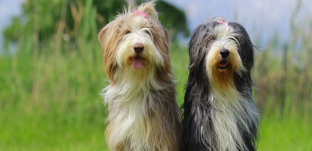 Bearded collie