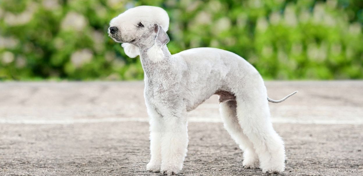 Bedlington terrier