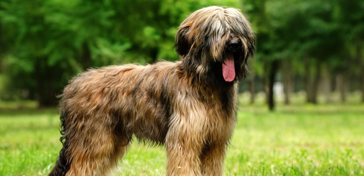 Briard