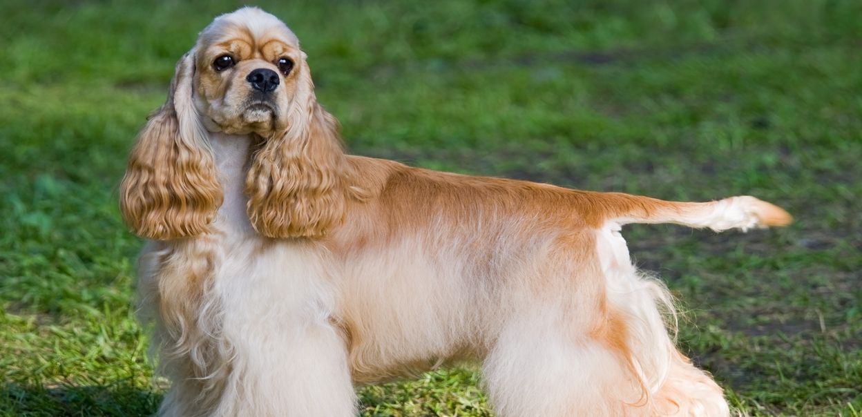 Cocker spaniel amerykański