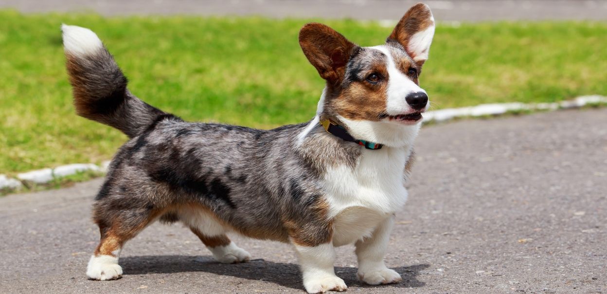 Corgi cardigan