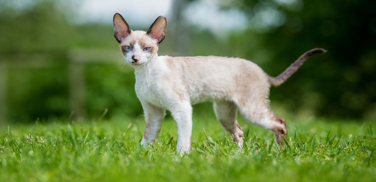 Cornish rex