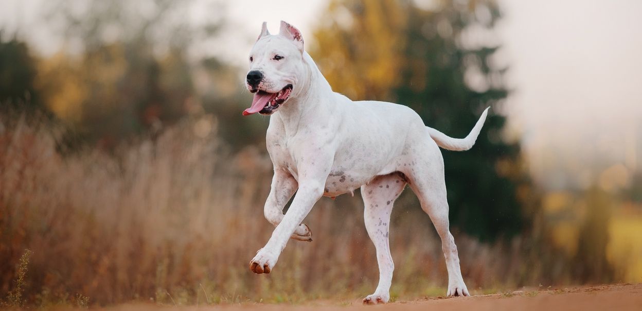 Dogo argentino