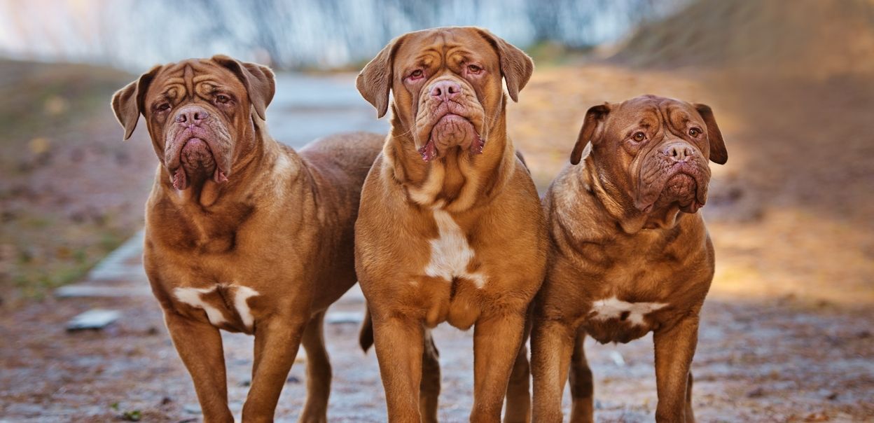 Dogue de bordeaux