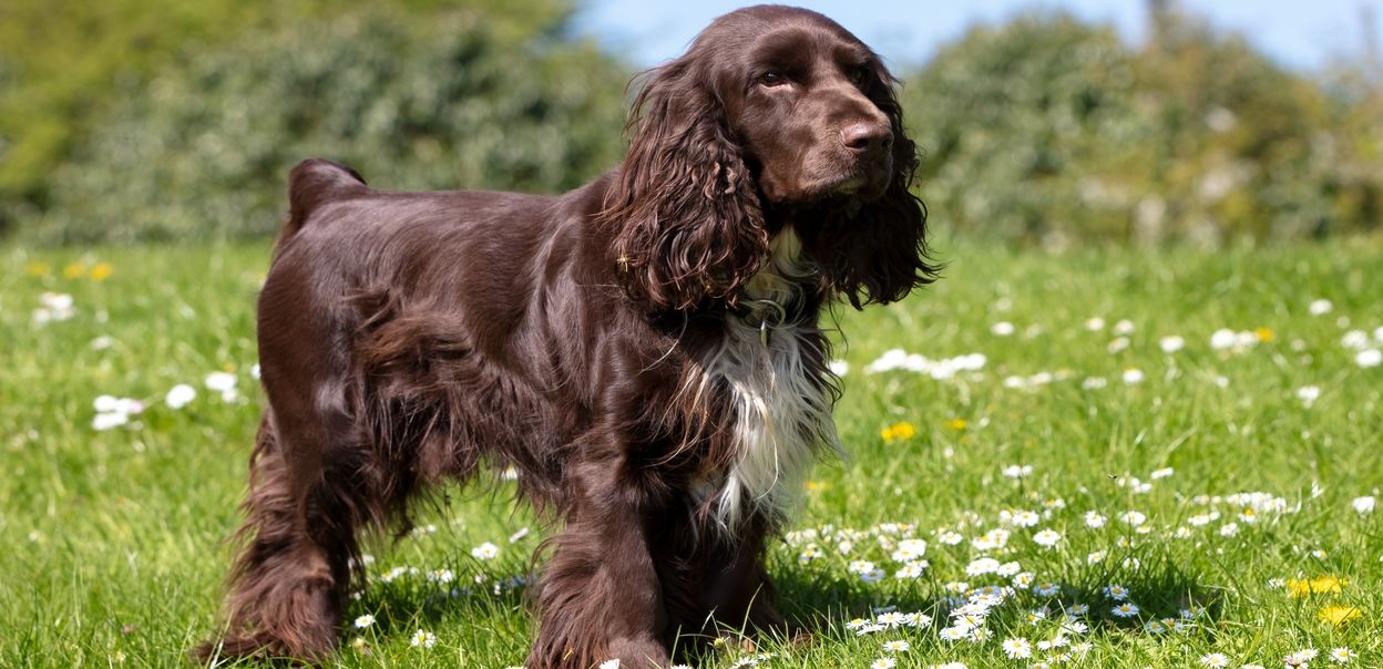 Field spaniel