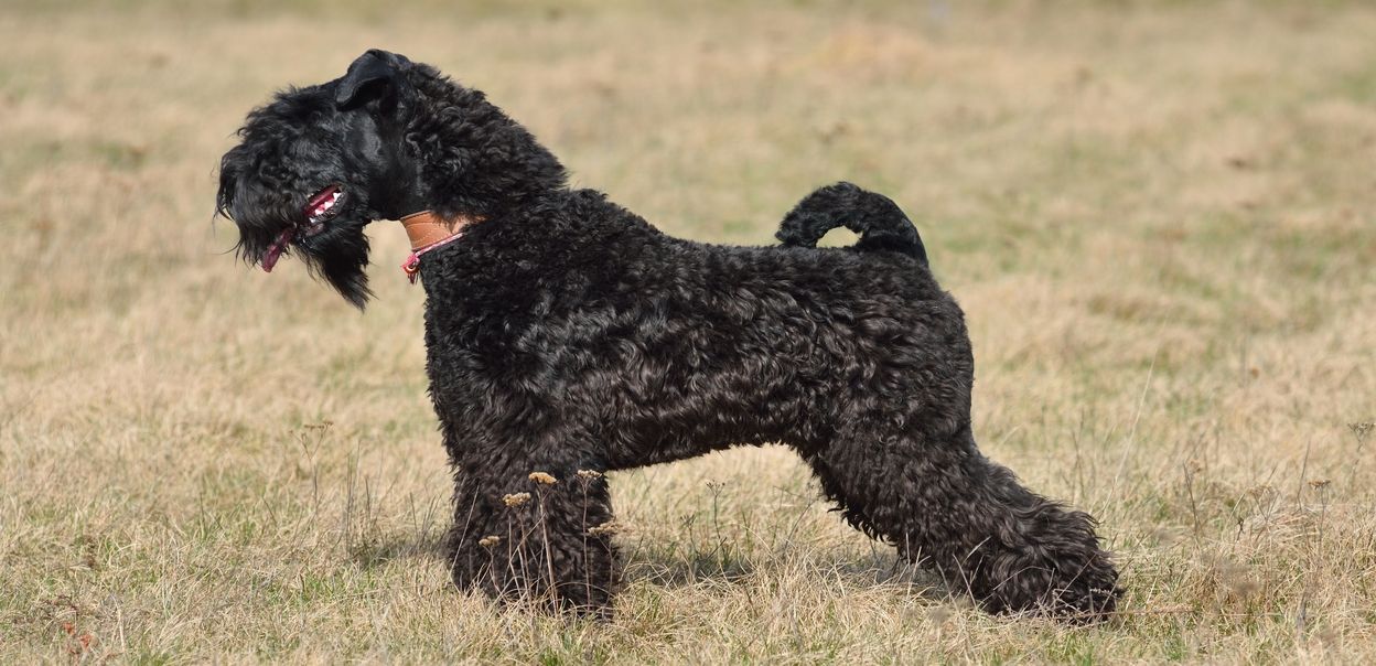 Kerry blue terrier