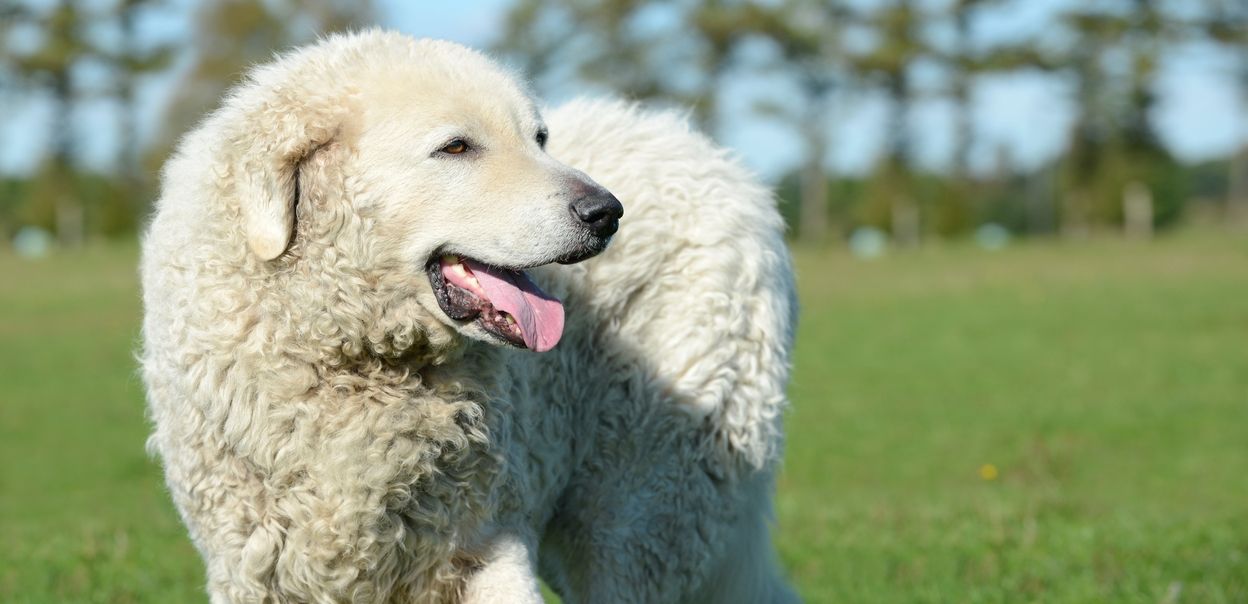 Kuvasz