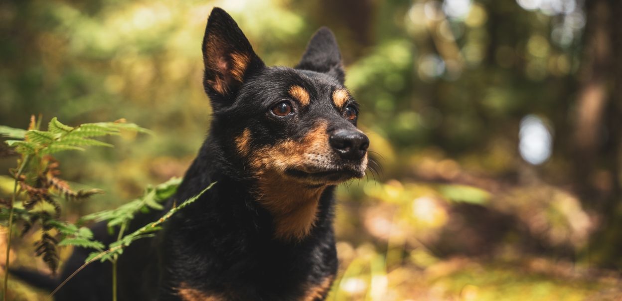 Lancashire heeler