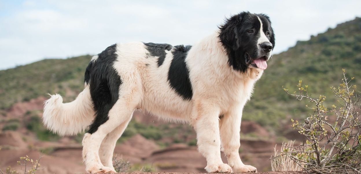 Landseer