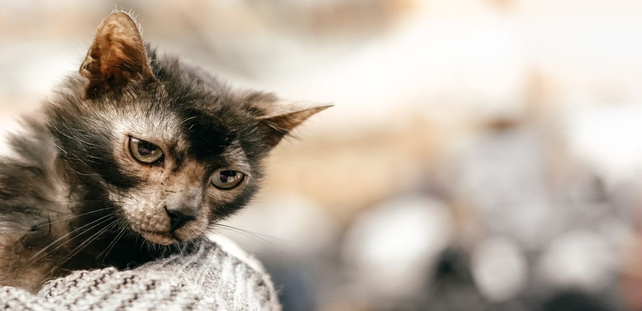 Lykoi