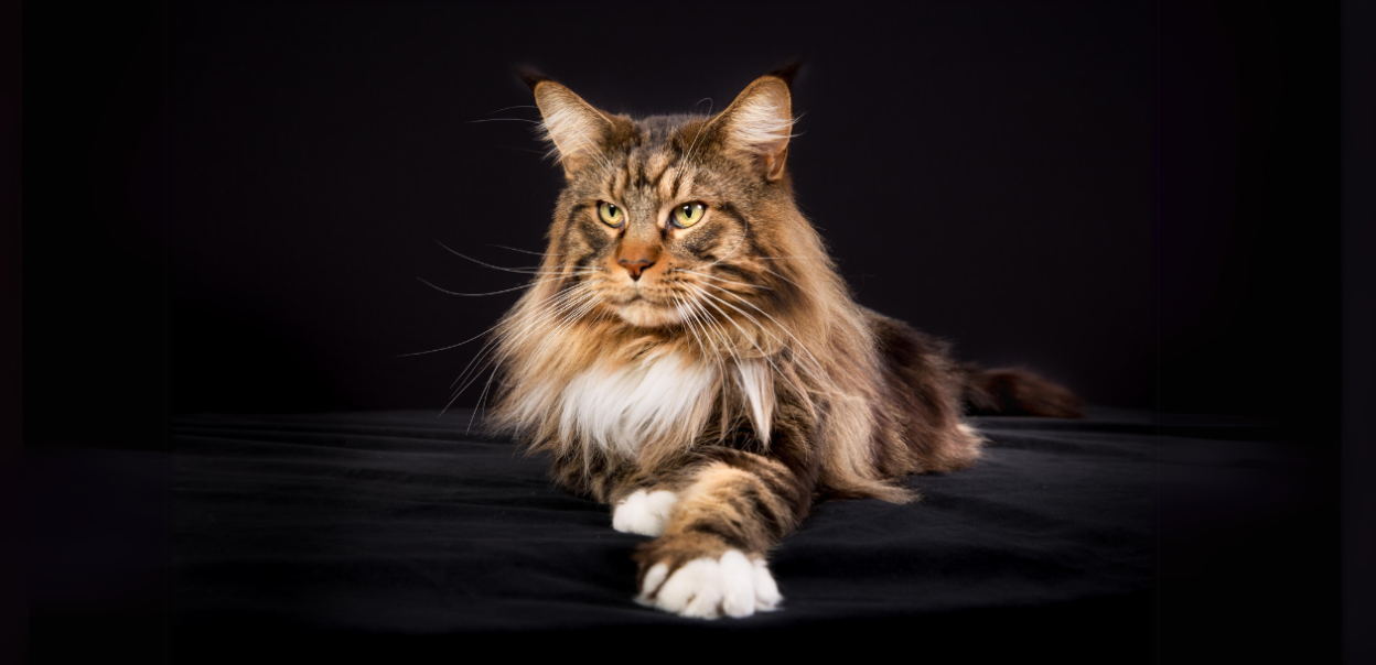 Maine coon