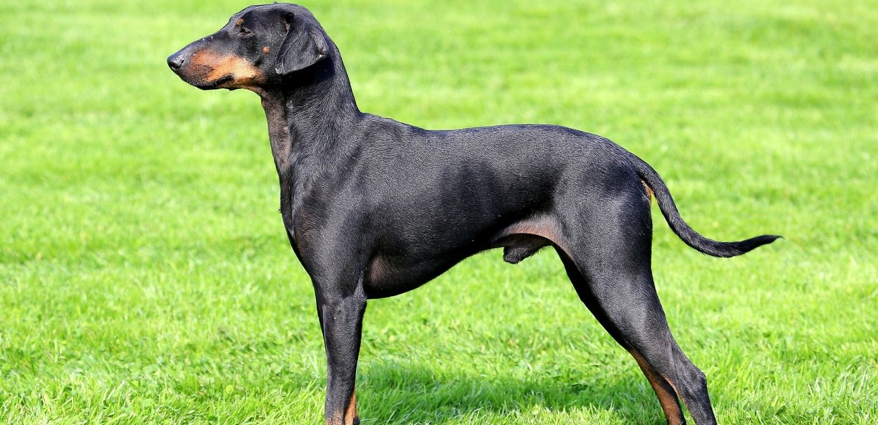 Manchester terrier