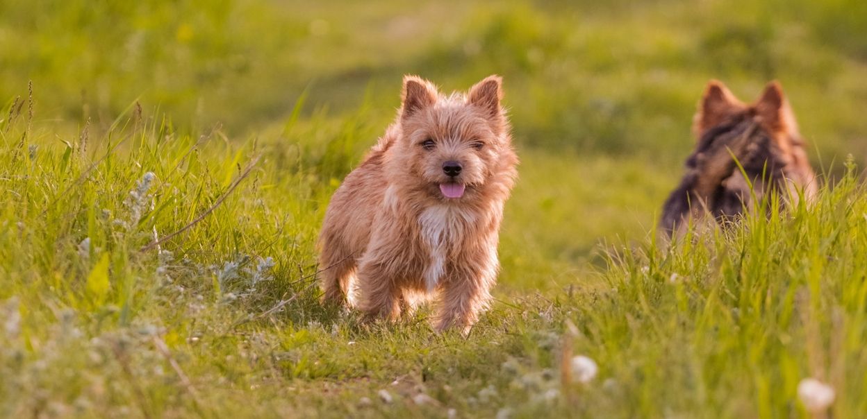 Norfolk Terrier