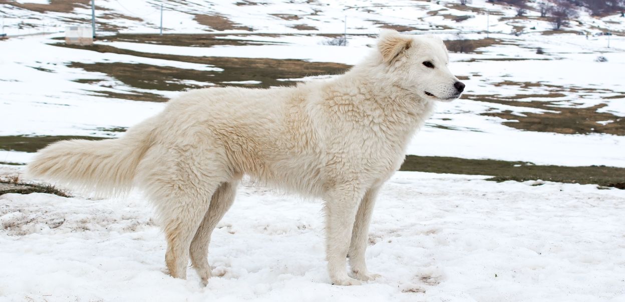 Owczarek maremma