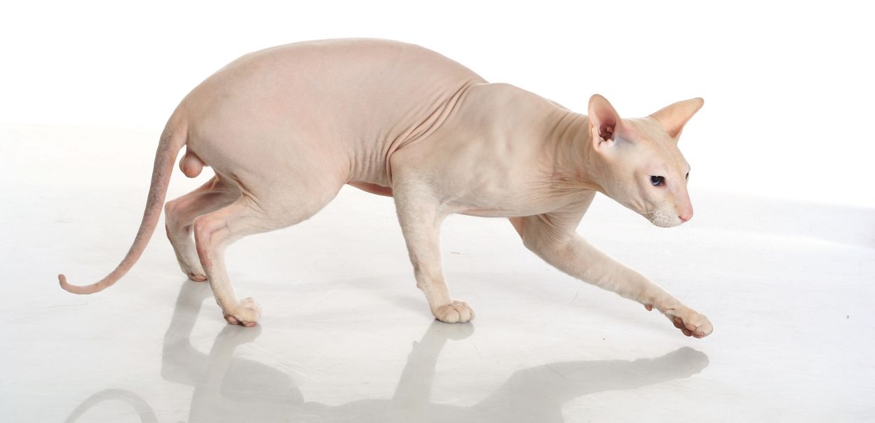 Peterbald