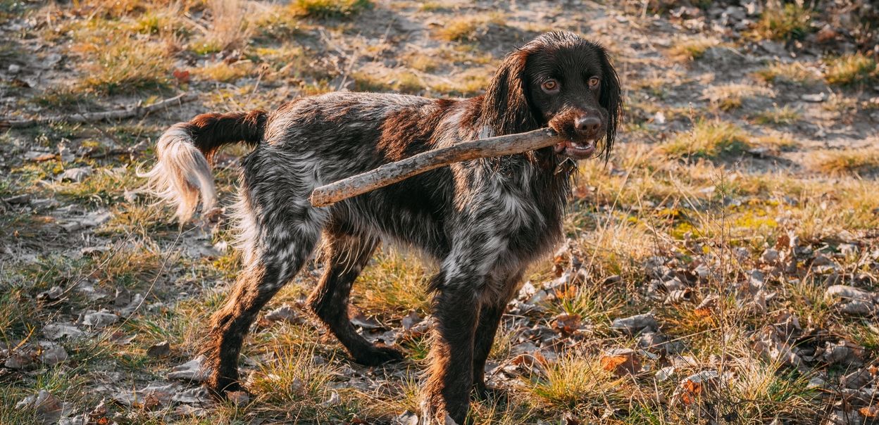 Polski spaniel myśliwski