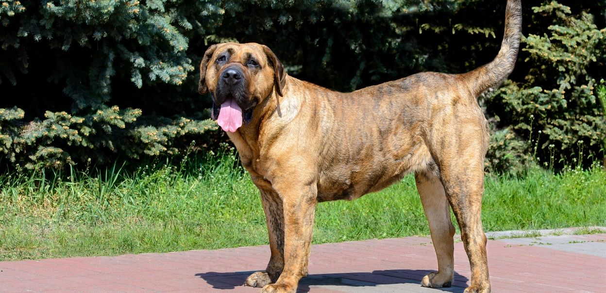 Presa canario