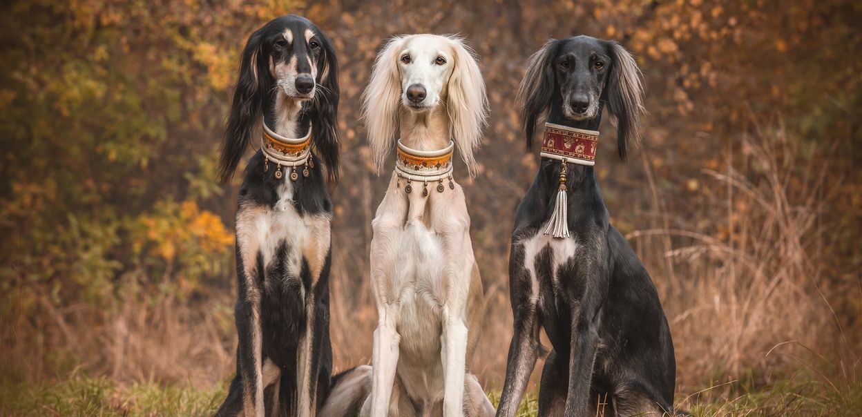 Saluki