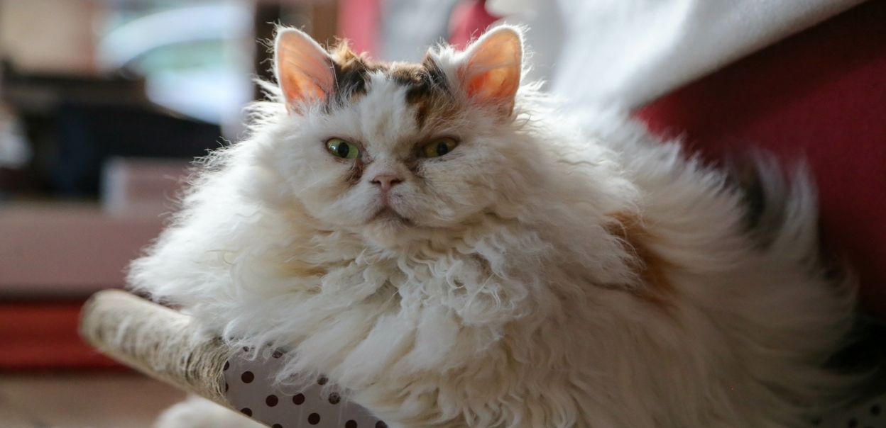 Selkirk rex