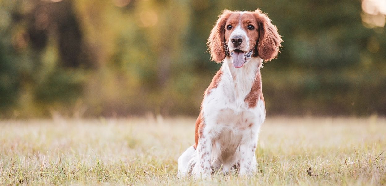 Springer spaniel walijski