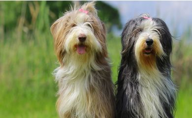 Bearded collie