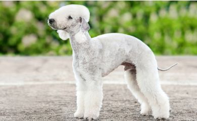 Bedlington terrier