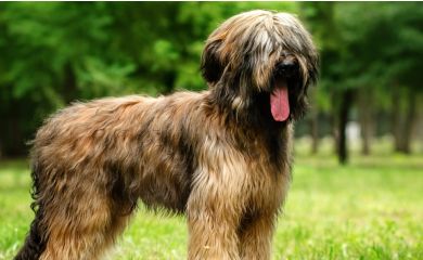 Briard