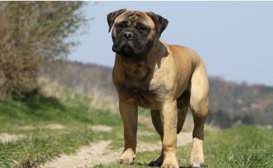 Bullmastiff