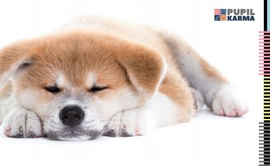 Co pozycja spania mówi o charakterze Twojego psa?