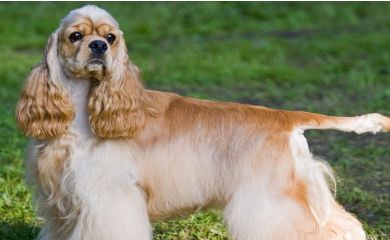 Cocker spaniel amerykański