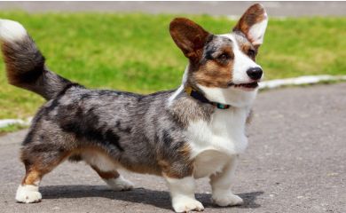 Corgi cardigan