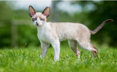 Cornish rex