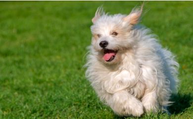 Coton de tulear