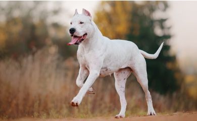Dogo argentino