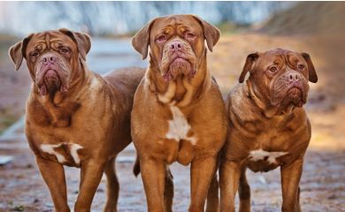 Dogue de bordeaux