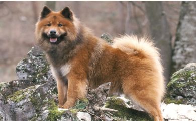 Eurasier