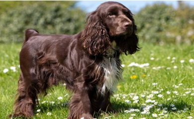 Field spaniel