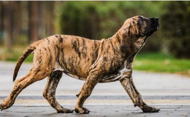 Fila brasileiro