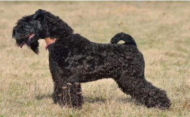 Kerry blue terrier