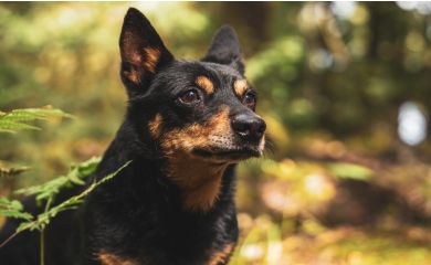 Lancashire heeler