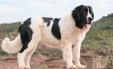 Landseer