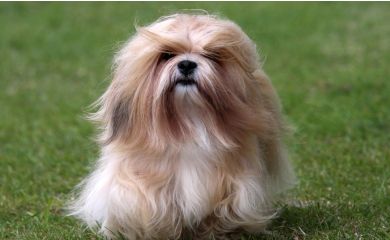 Lhasa apso