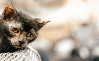 Lykoi