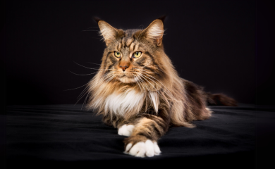 Maine coon